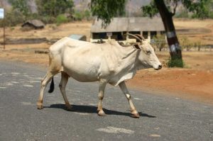 diminui-o-numero-de-animais-atropelados-em-rodovias-concedidas